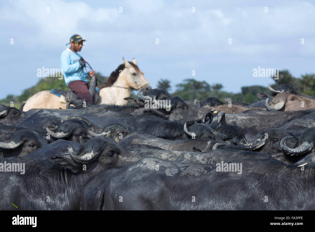 Büffel-Herden auf Insel Marajó im brasilianischen Amazonasgebiet Stockfoto