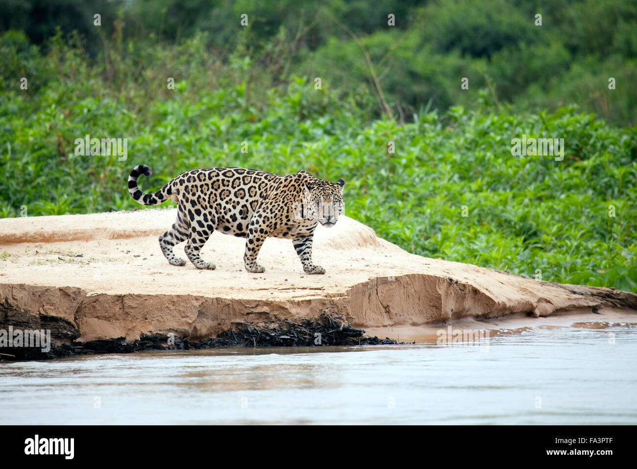 Jaguar im Pantanal, Brasilien Stockfoto