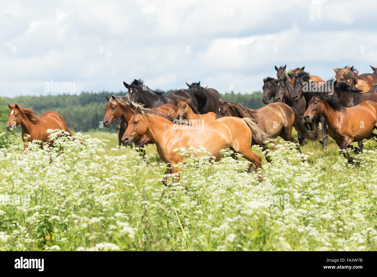 Litauen seltenen vom Aussterben bedrohten Pferderasse schöne Stockfoto