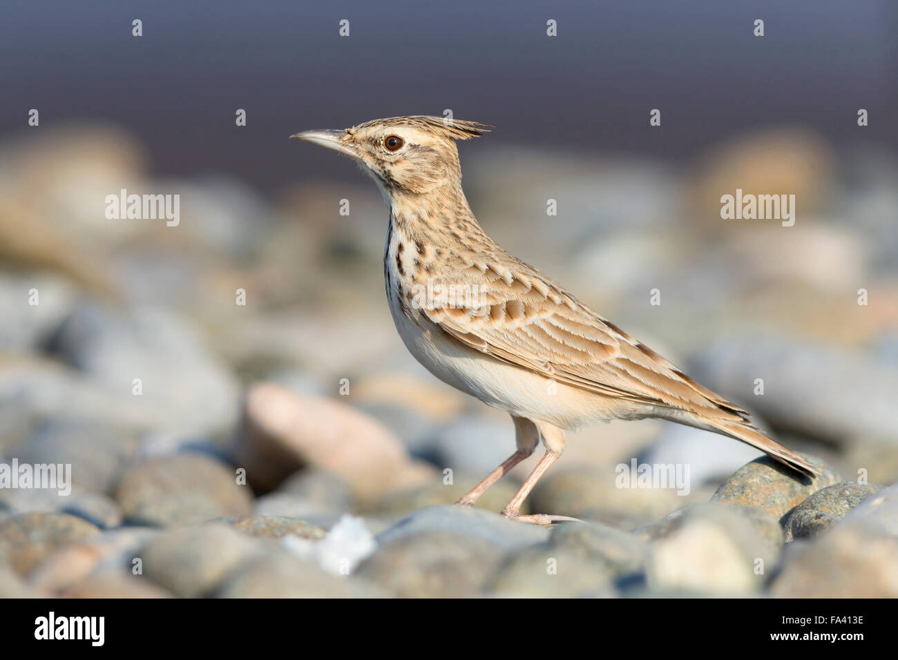 Crested Lark, Erwachsenen stehen auf Kieselsteinen, Qurayyat, Gouvernement Maskat Stockfoto