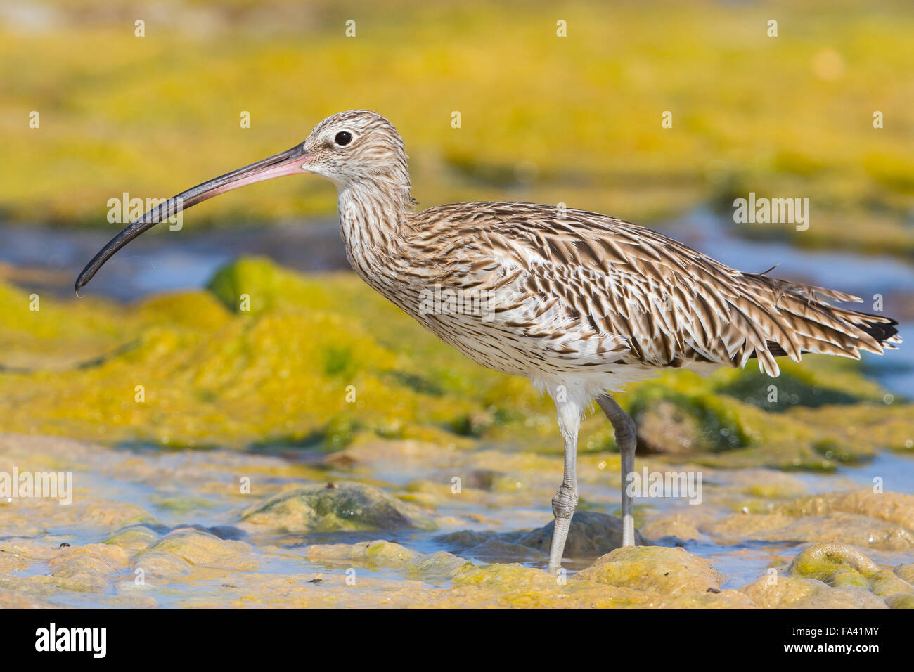 Eurasische Brachvogel, stehend in einem Sumpf, Qurayyat, Gouvernement Maskat, Oman (Numenius Arquata) Stockfoto