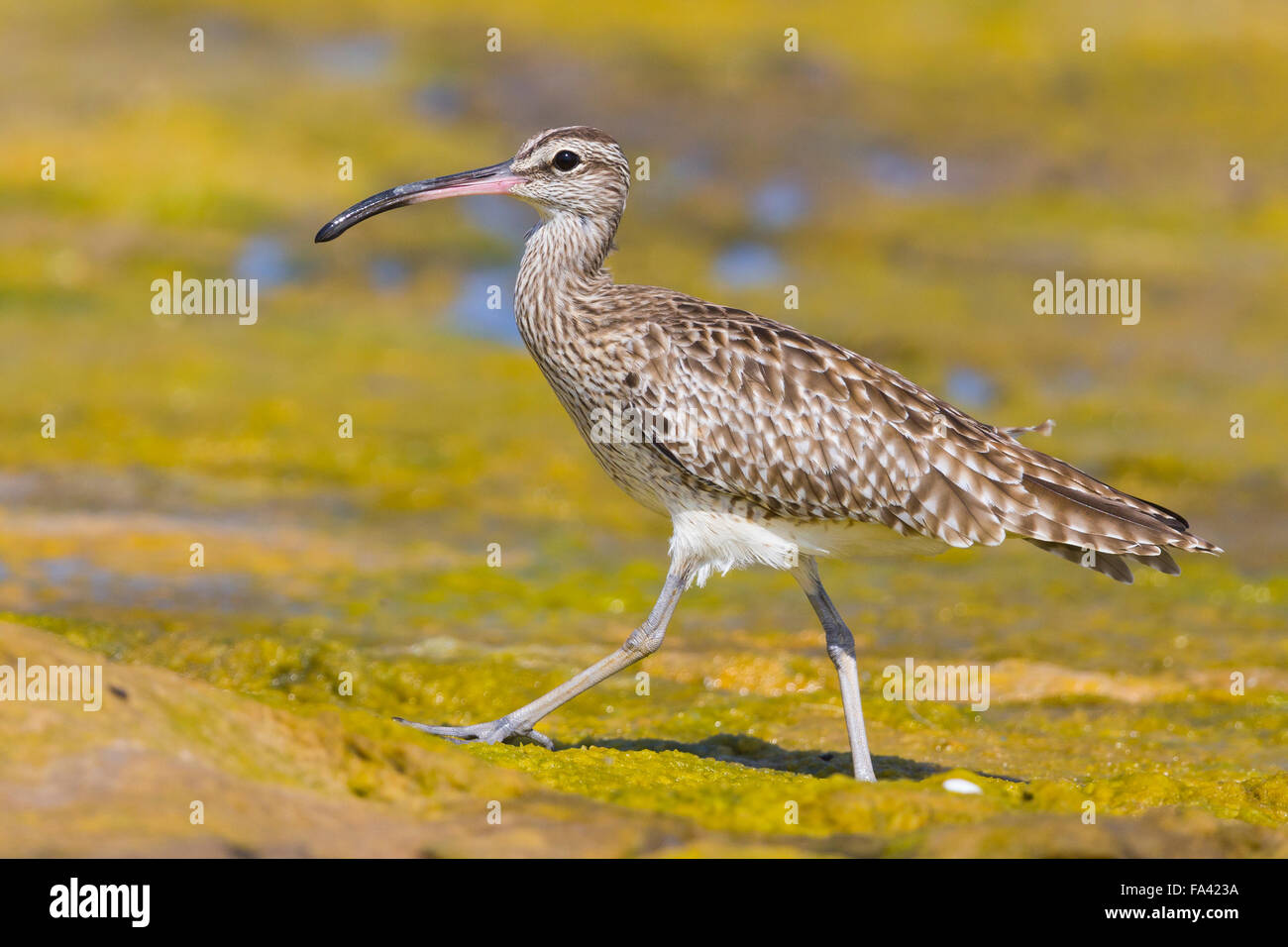Eurasische Regenbrachvogel, stehend in einem Sumpf. Qurayyat, Gouvernement Maskat, Oman (Numenius Phaeopus) Stockfoto
