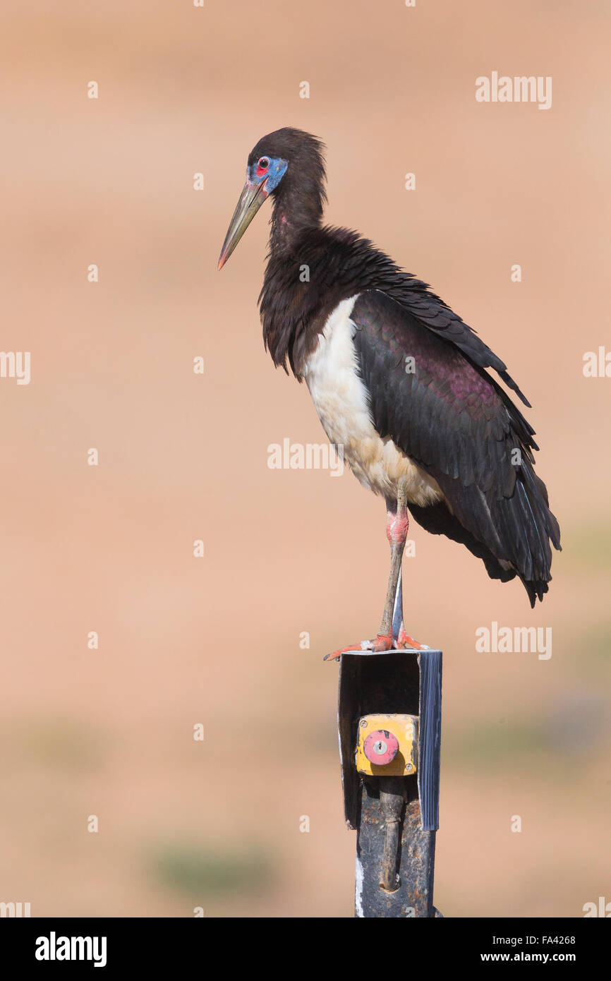 Die Abdim Storch, stehend auf einer Maschinerie, Salalah, Dhofar, Oman Stockfoto