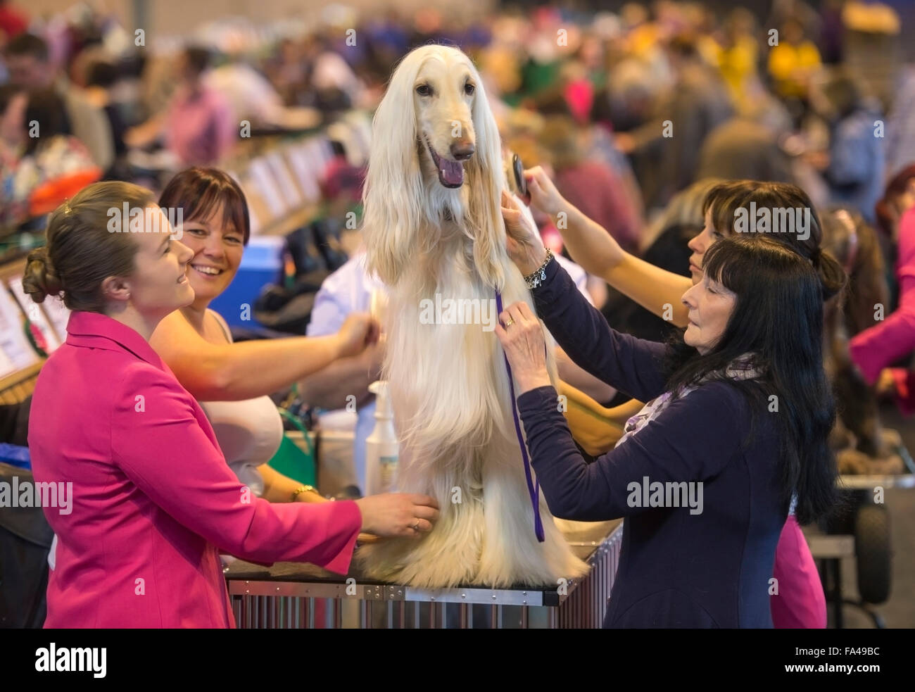 Crufts show Hund im NEC, Birmingham - ein Afghanischer Windhund mit dem Kosenamen "Marcus" vor Vorführung gepflegt wird Stockfoto