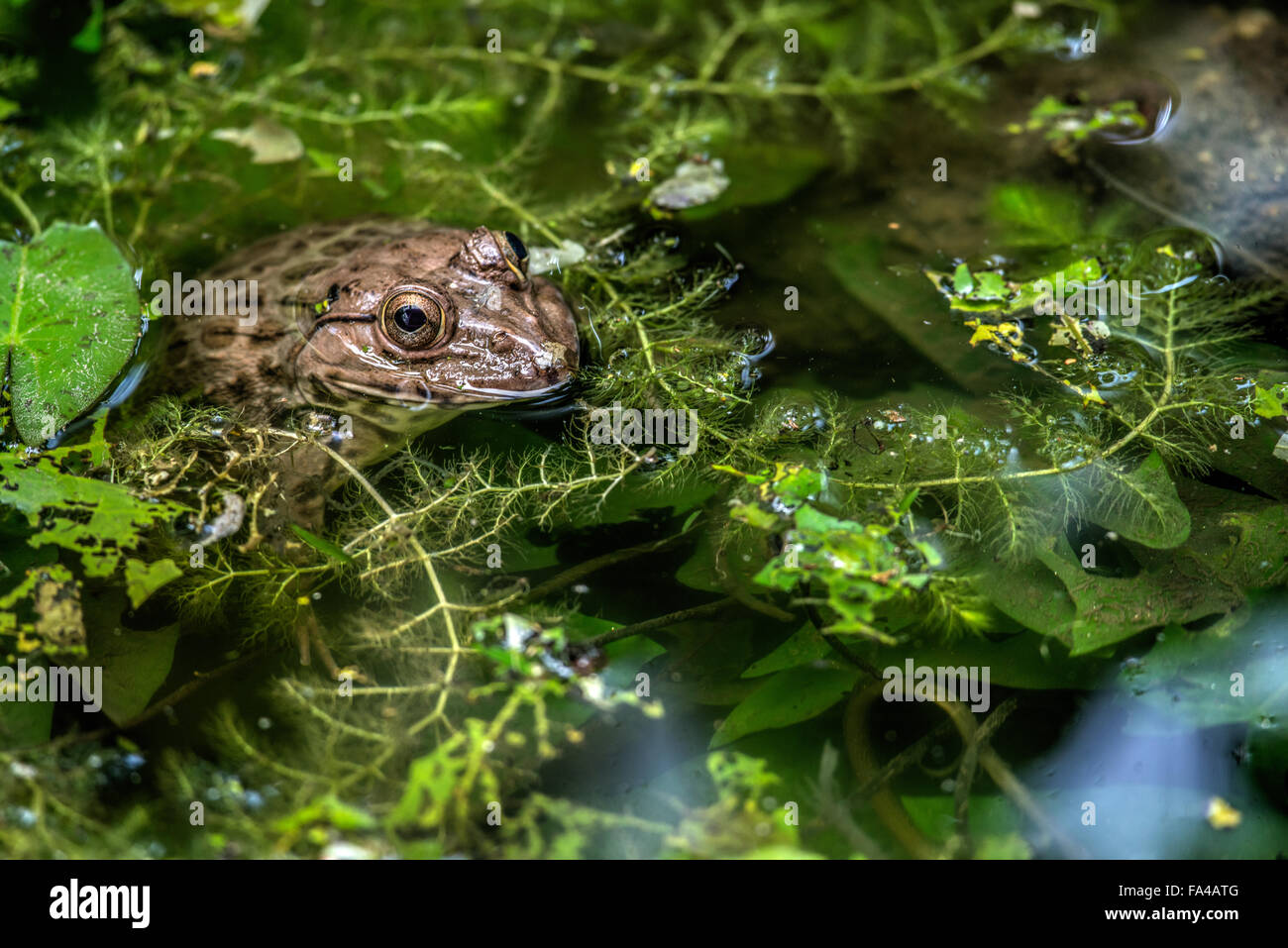 Ostasiatische bullfrog Stockfoto