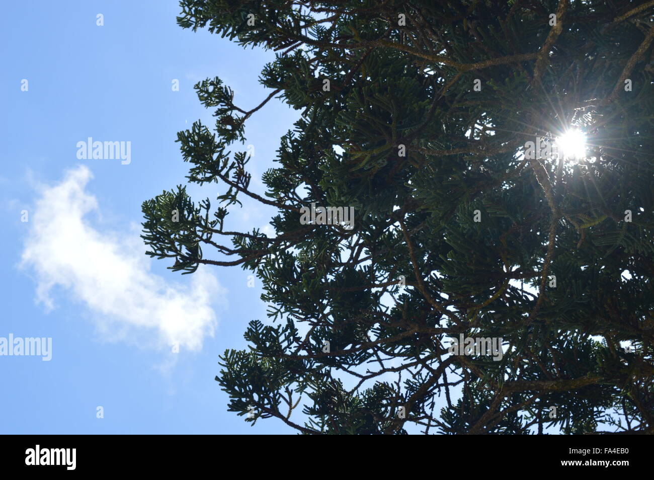 Baum Blätter Sonnenstrahlen himmelblauen Wolke Stockfoto