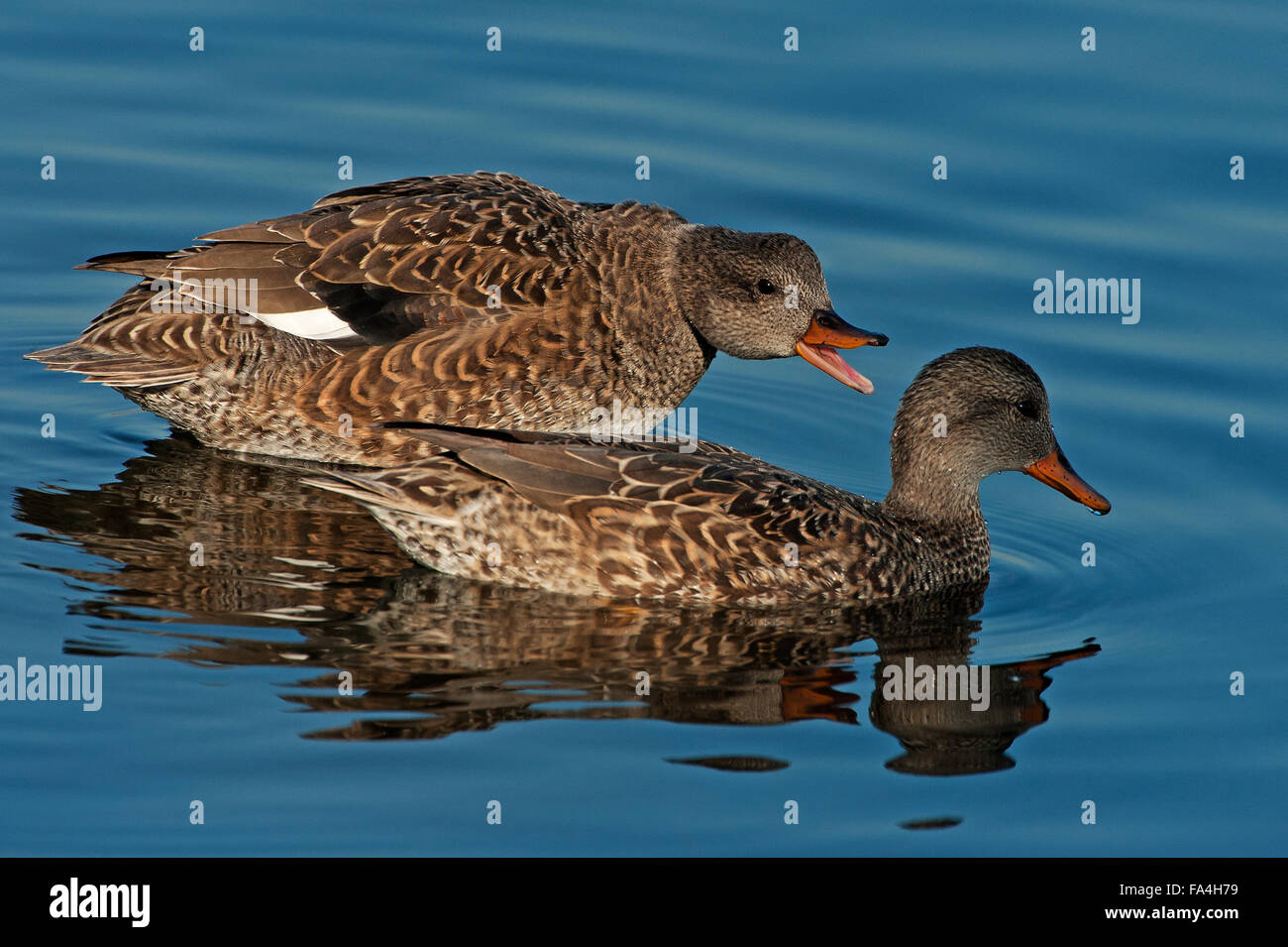 Weibliche Gadwall Enten Interaktion Stockfoto