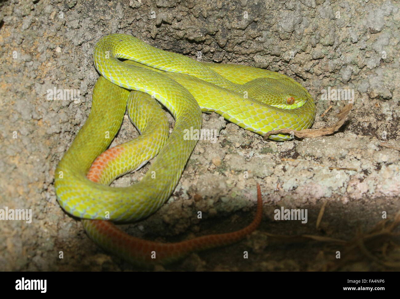 palm-grubenottern-fotos-und-bildmaterial-in-hoher-aufl-sung-alamy