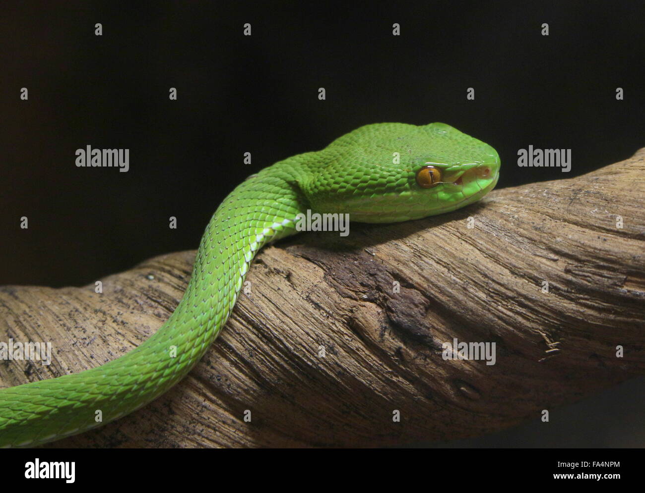 Asiatische Weißlippen-Grubenotter (Trimeresurus Albolabris), alias Weißlippen grüner Baum Grubenotter Stockfoto