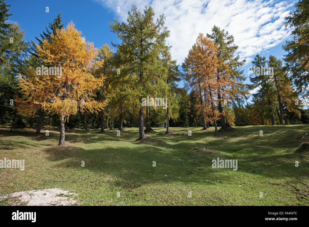 Bäume in einem Wald, Südtirol, Italien Stockfoto