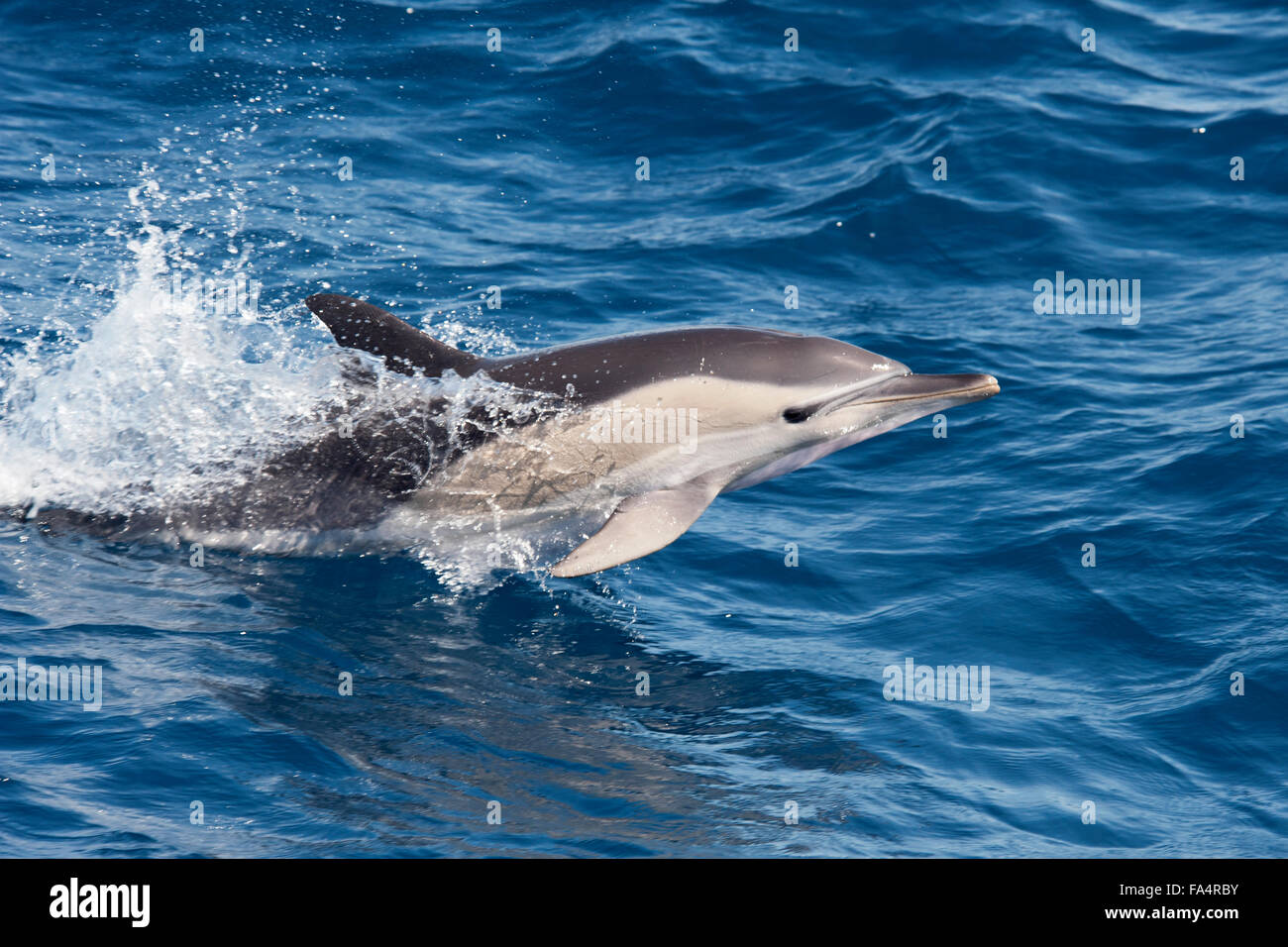 Kurzer Schnabel Gemeinen Delphin, Delphinus Delphis, Porpoising, Azoren, Atlantik. Stockfoto