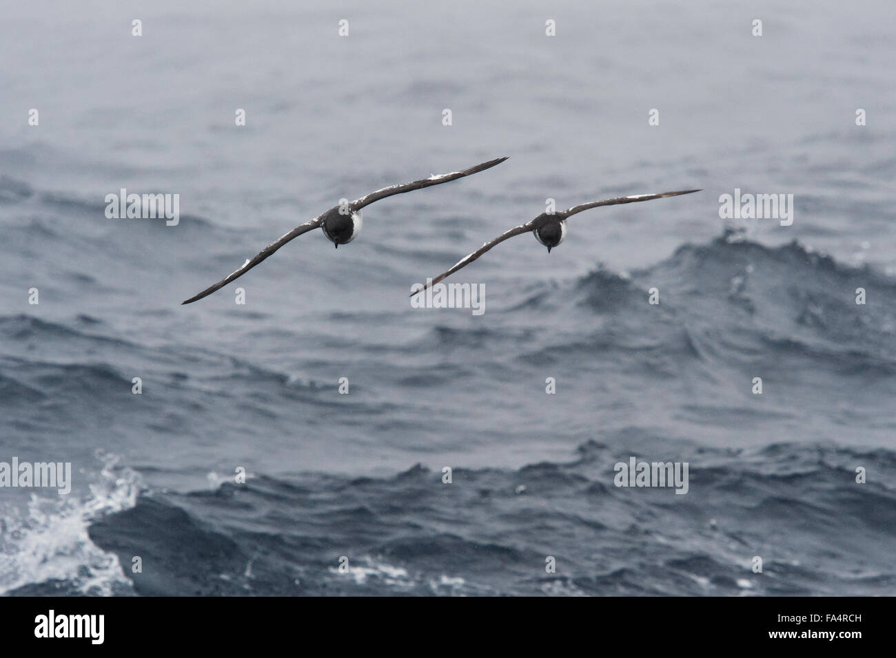 Zwei Cape Sturmvögel, Daption Capense, fliegen in Drake-Passage, Antarktis, Südlicher Ozean Stockfoto