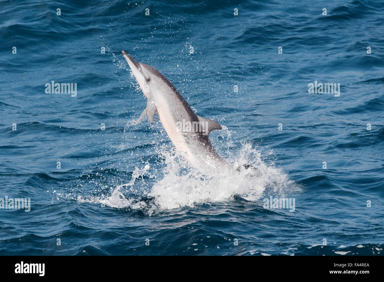 Hawaii/Grays Spinner Delphin, Stenella Longirostris, Spinnen, Malediven, Indischer Ozean. Stockfoto