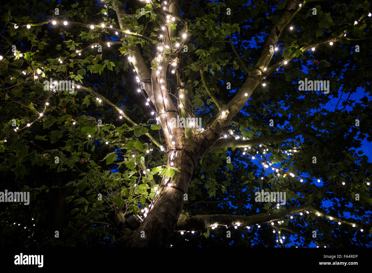 Lichter auf einem Baum Stockfoto