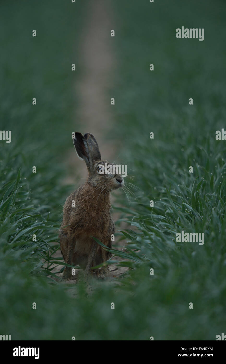 Braune Hare / Feldhasen (Lepus Europaeus) sitzt in mitten der grünen Weizenpflanzen, voller Tau fällt, schaut ängstlich, aber lustig. Stockfoto