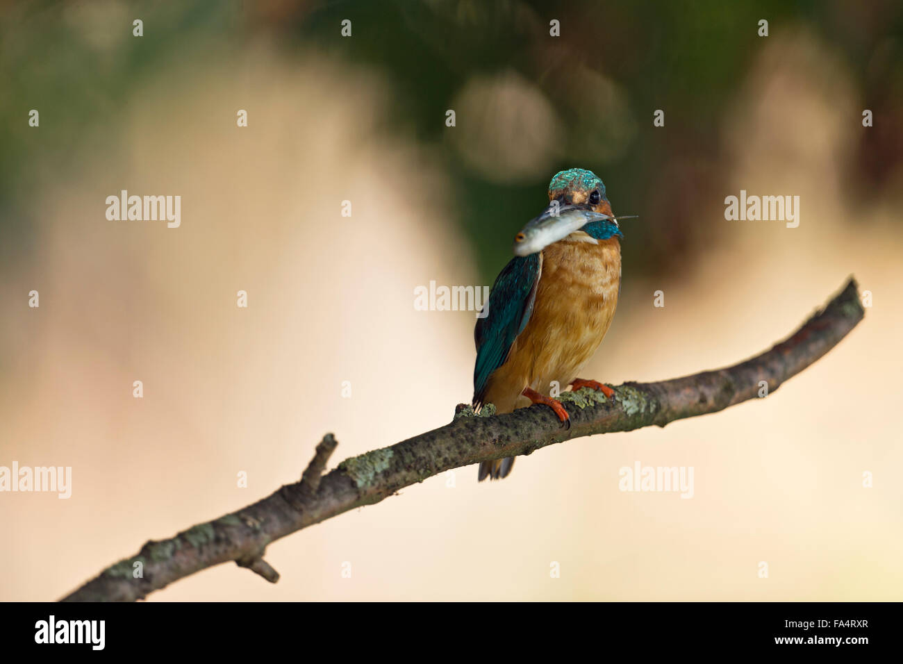 Eisvogel (Alcedo atthis) in der natürlichen Umgebung, die ihre Beutefische, Wildtiere, Europa präsentiert. Stockfoto