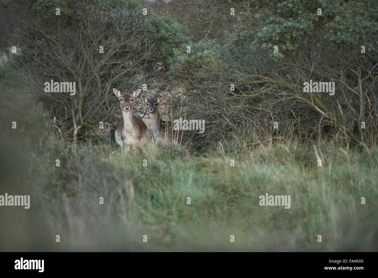 Schüchtern Hinds Damhirsche / Damhirsch (Dama Dama) steht versteckt zwischen grünen Büschen, sorgfältig beobachten. Stockfoto