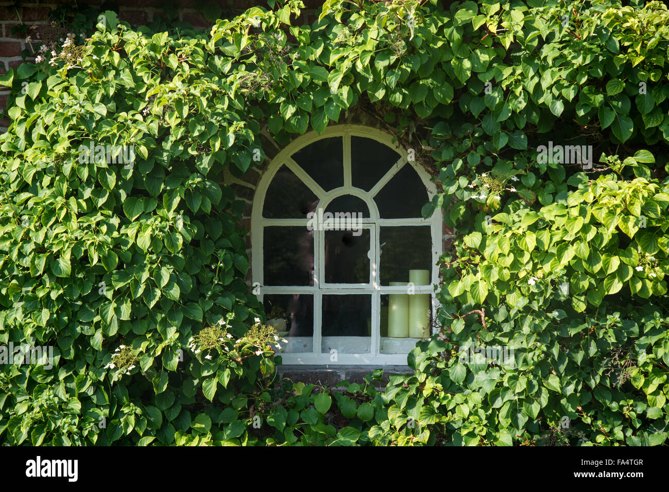 Wand mit Fenster bedeckt Wit Efeu Stockfoto