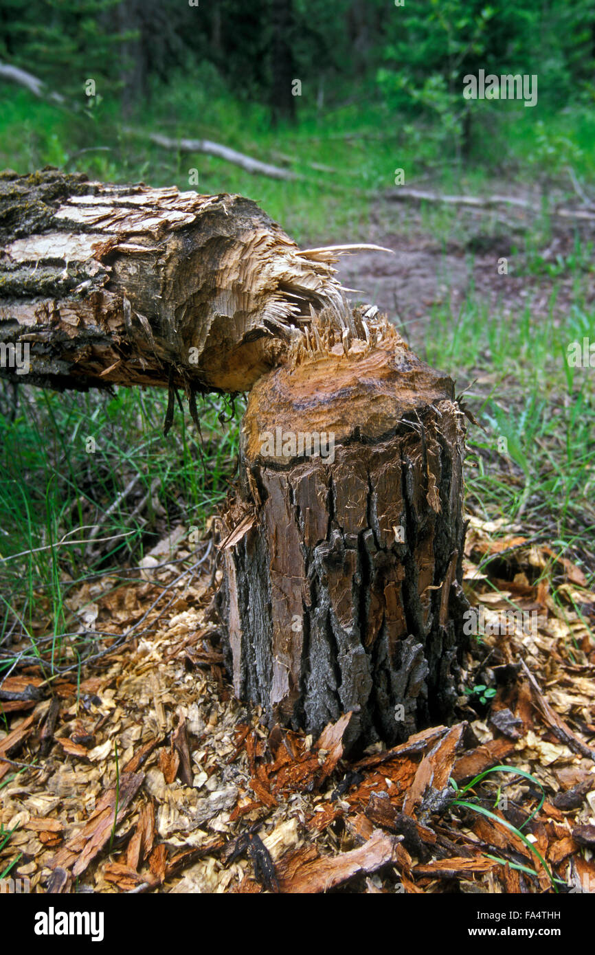 Baum gefällt durch Biber im Wald zeigen, Hackschnitzel und nagen Marken Stockfoto