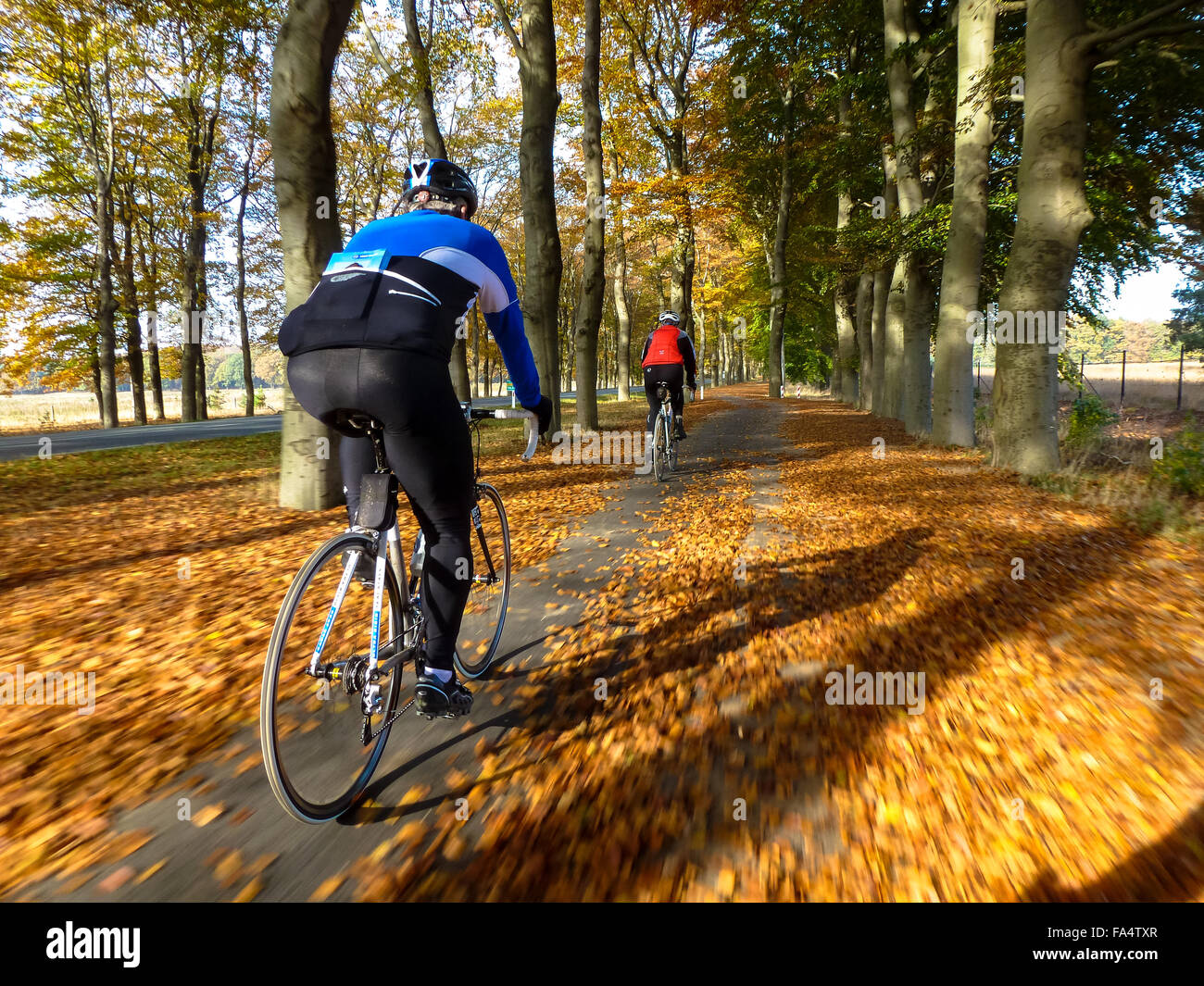 Radfahrer auf Rennmotorrädern in Forst im Herbst in den Niederlanden Stockfoto