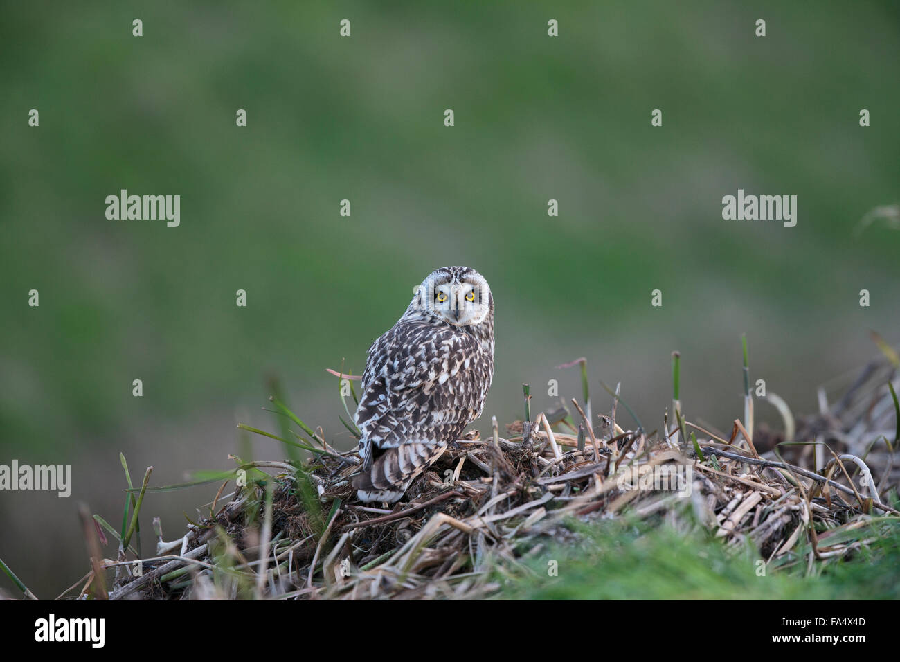 Sumpfohreule, Asio Flammeus, Stockfoto