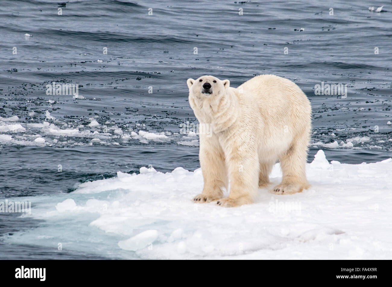 Einsame Eisbär Ursus Maritimus, stehend auf einem Stück Eis im arktischen Meer, Spitzbergen, Norwegen Stockfoto