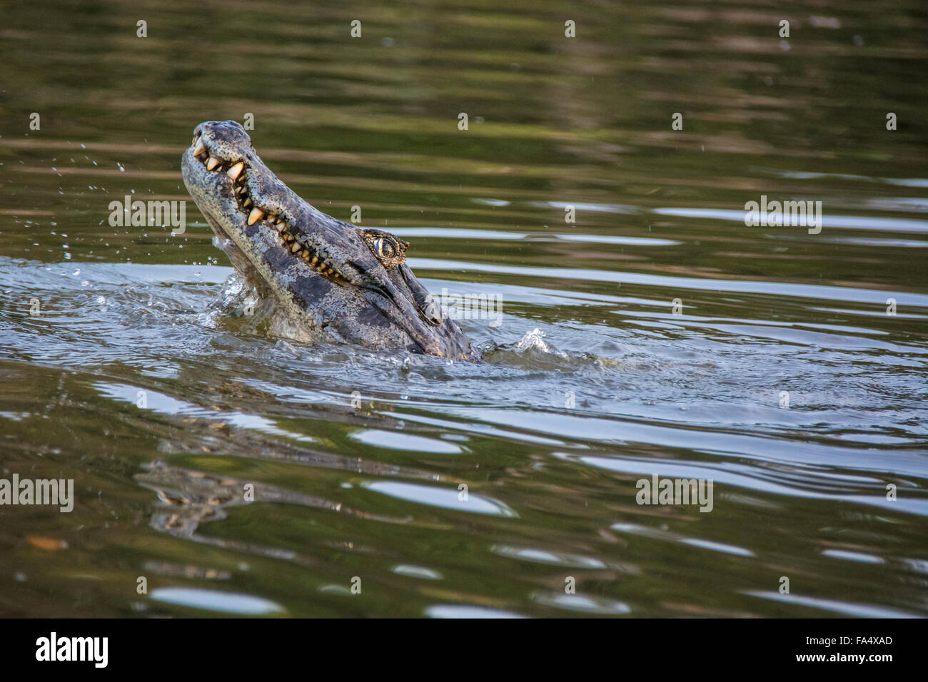 Yacare Caiman, Caiman Crocodilus Yacare, entblößt seine Zähne in einem Fluss in das Pantanal, Mato Grosso, Brasilien, Südamerika Stockfoto