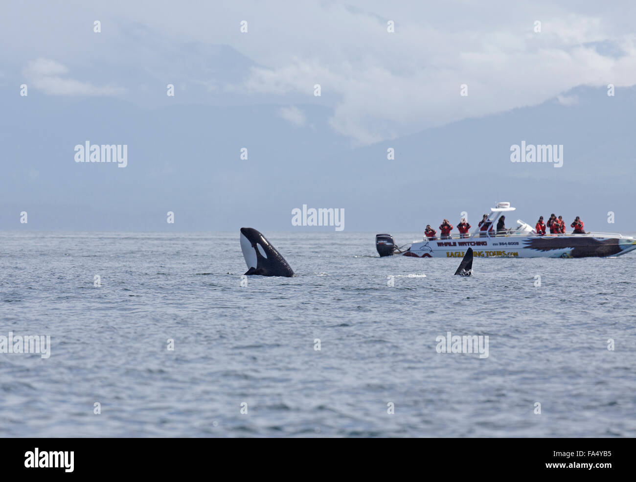 Orca, Schwertwal, Orcinus Orca, stand im Wasser, Beobachter von Whale-watching Boot beobachten, Stockfoto