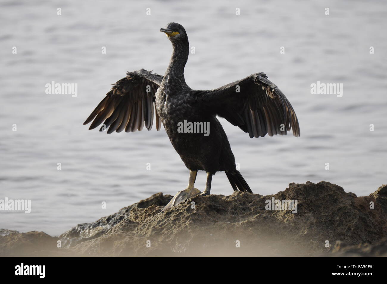 Kormoran Meer Rabe Stockfoto