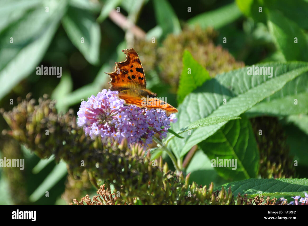 Schmetterling auf lila Stockfoto