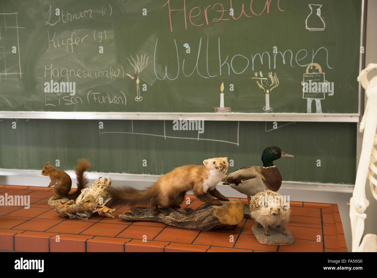 Ausgestopfte Tiere für Experimente im Biologieunterricht, Fürstenfeldbruck, Bayern, Deutschland Stockfoto