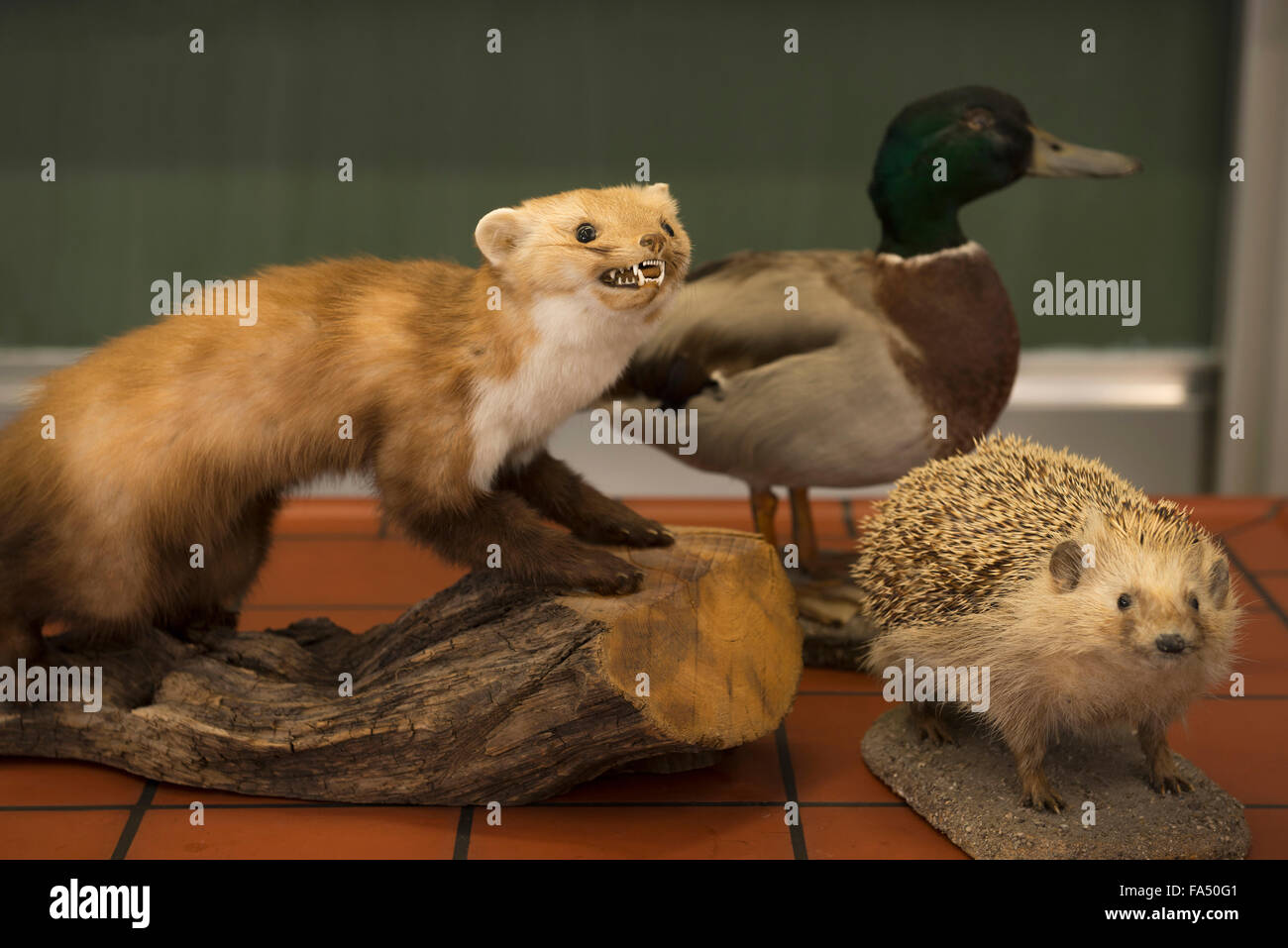 Ausgestopfte Tiere für Experimente im Biologieunterricht, Fürstenfeldbruck, Bayern, Deutschland Stockfoto