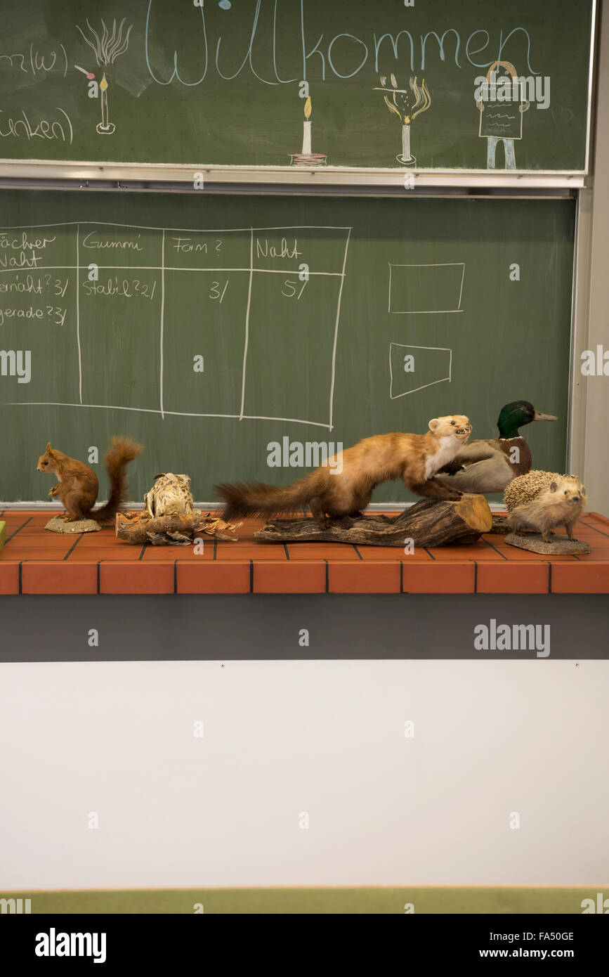 Ausgestopfte Tiere für Experimente im Biologieunterricht, Fürstenfeldbruck, Bayern, Deutschland Stockfoto