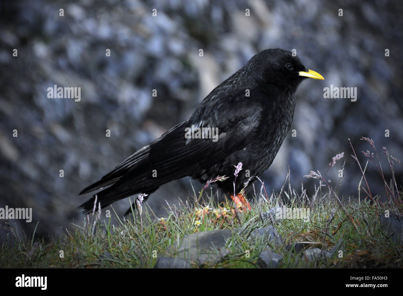 Alpenkrähe gelbe Alpine Alpenkrähe in Rechnung gestellt Stockfoto