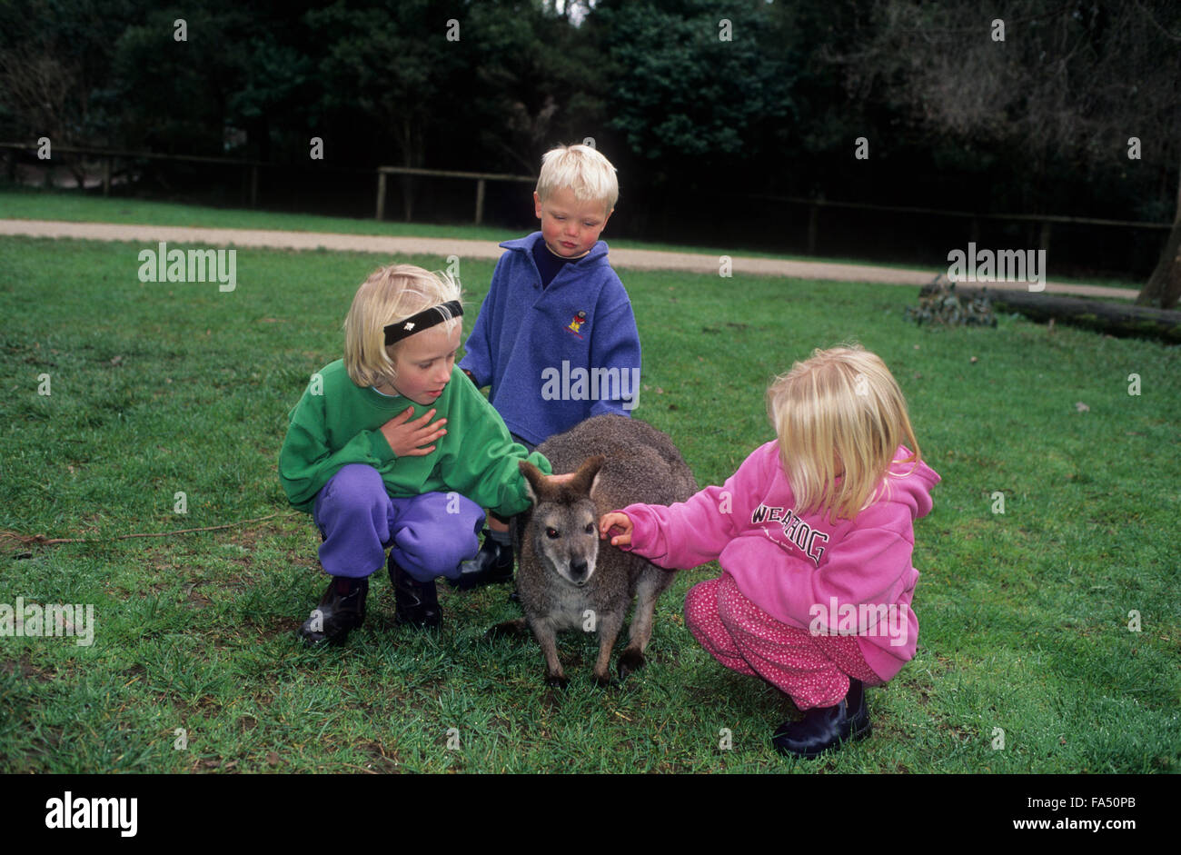Drei Kinder ein Wallaby schürt. Stockfoto