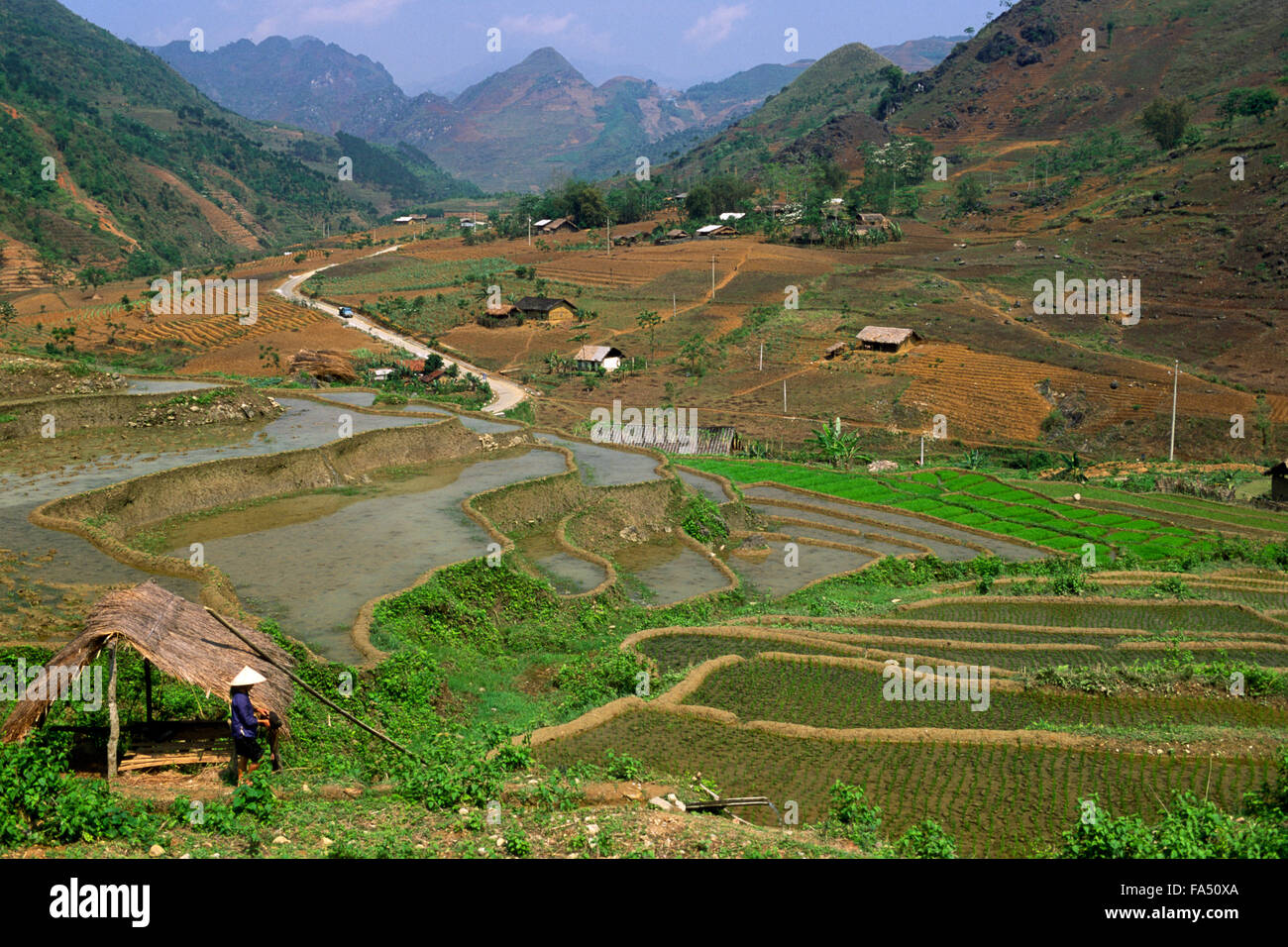 Vietnam, Provinz Ha Giang, Tal um Meo Vac, Reisfelder Stockfoto