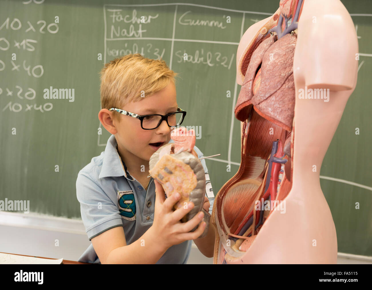 Schuljunge im Klassenzimmer, der das anatomische Modell des Menschen erforscht, Fürstenfeldbruck, Bayern, Deutschland Stockfoto