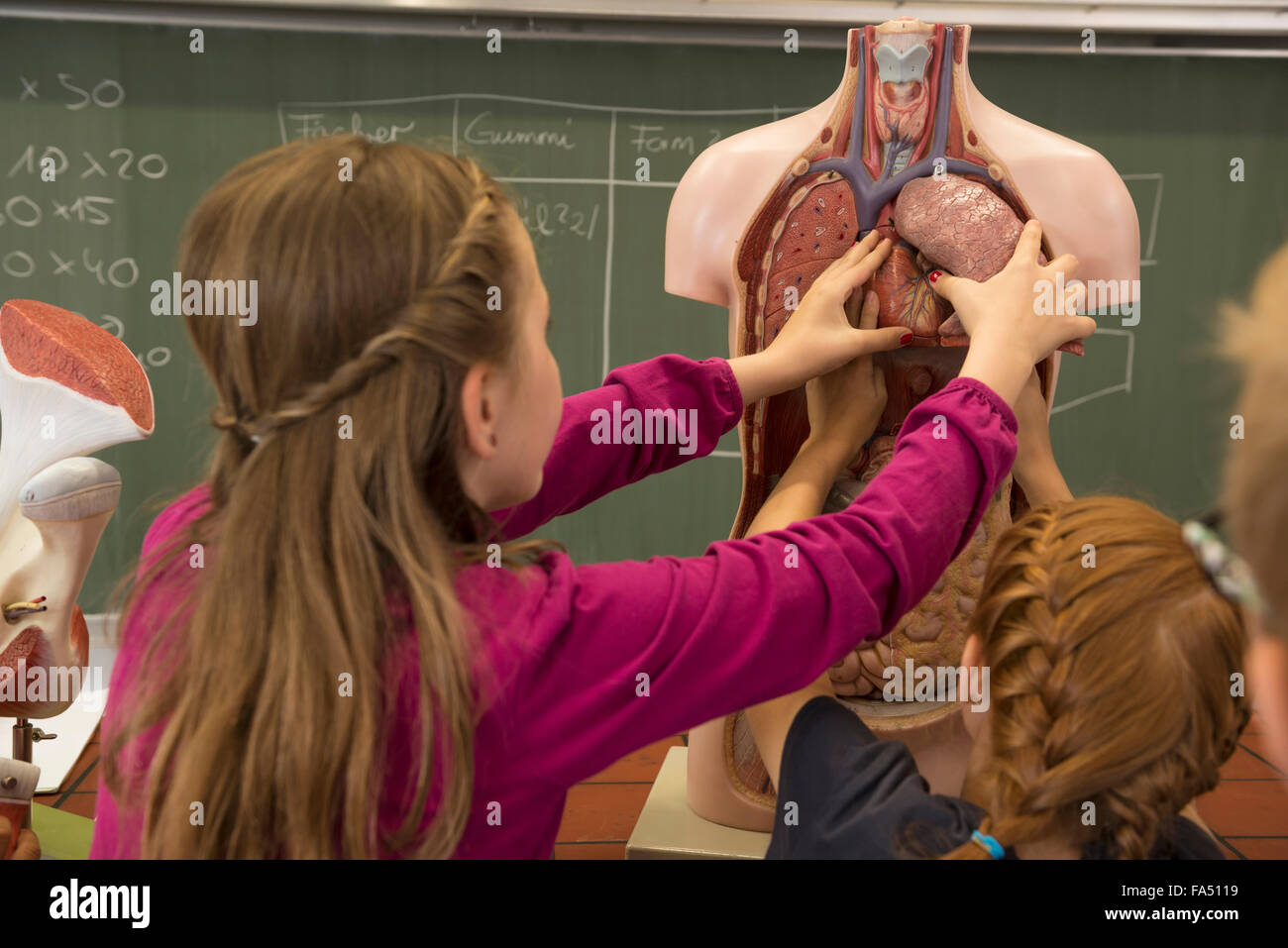 Schülerinnen und Schüler im Klassenzimmer erforschen anatomisches Modell, Fürstenfeldbruck, Bayern, Deutschland Stockfoto