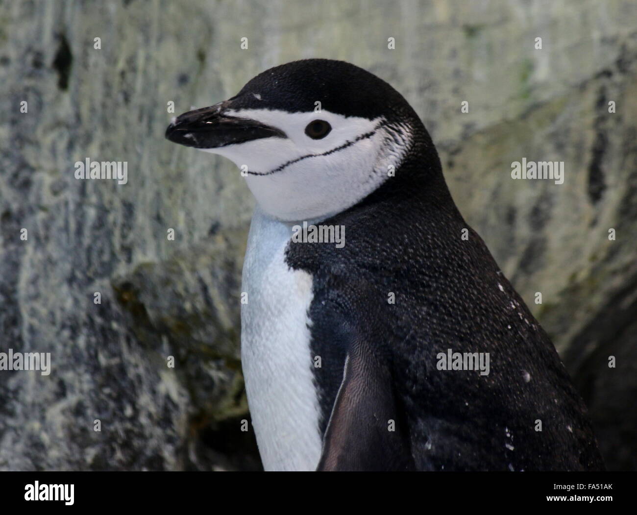 Antarktis Kinnriemen Pinguin (Pygoscelis Antarcticus), Nahaufnahme des Kopfes Stockfoto