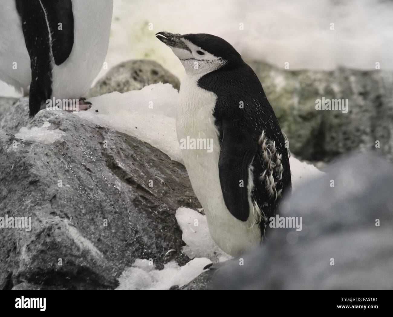 Antarktis Kinnriemen Pinguin (Pygoscelis Antarcticus) Stockfoto