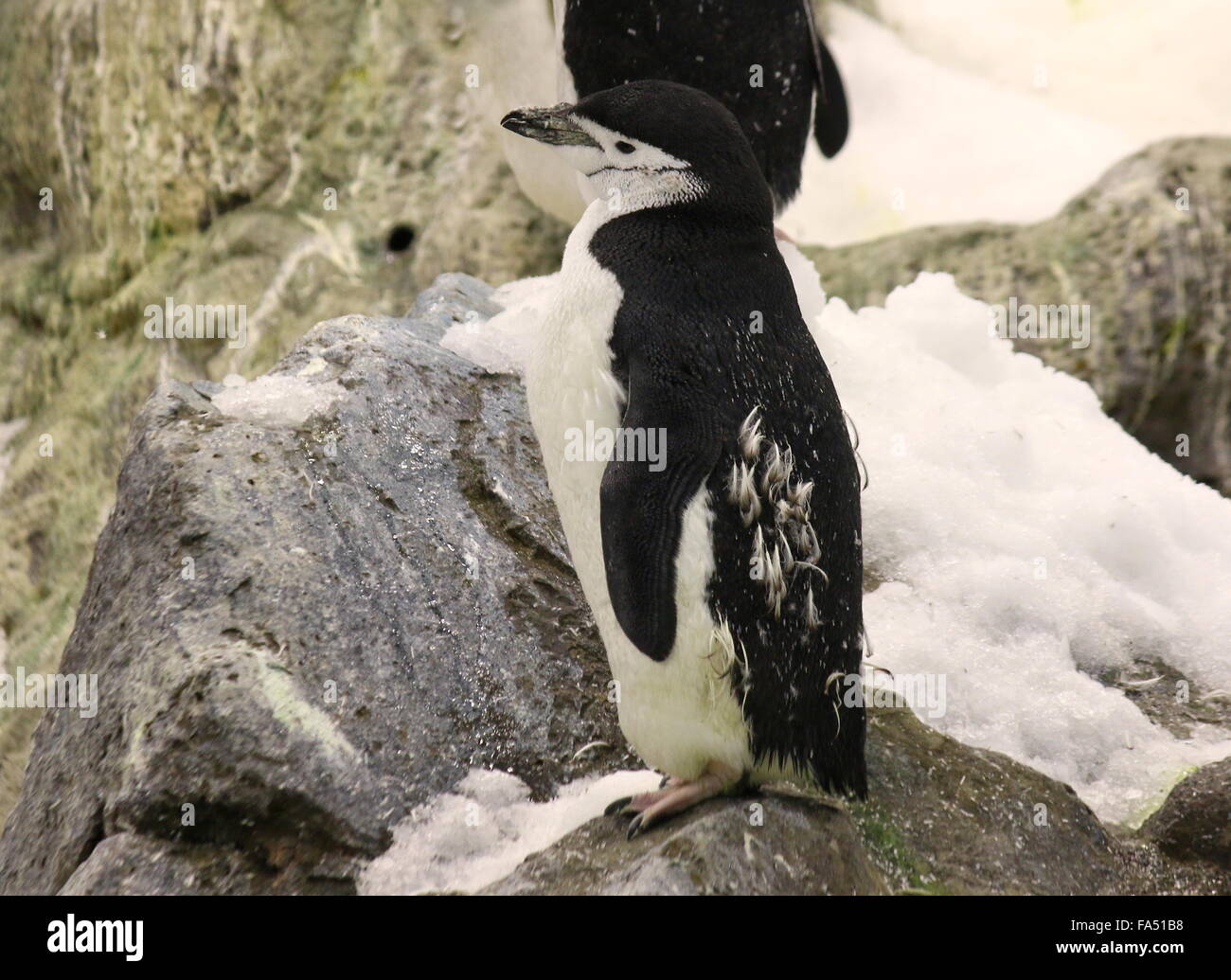 Antarktis Kinnriemen Pinguin (Pygoscelis Antarcticus) Stockfoto