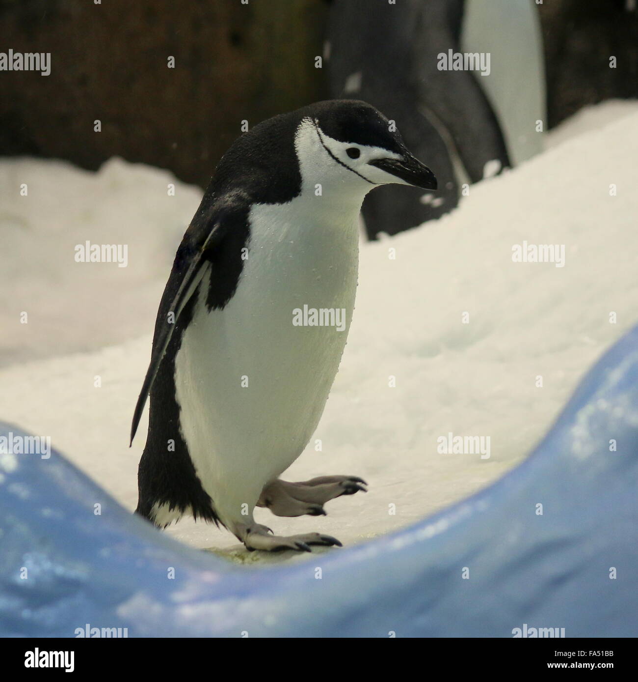 Antarktis Kinnriemen Pinguin (Pygoscelis Antarcticus) - Zoo Loro Parque, Teneriffa Stockfoto