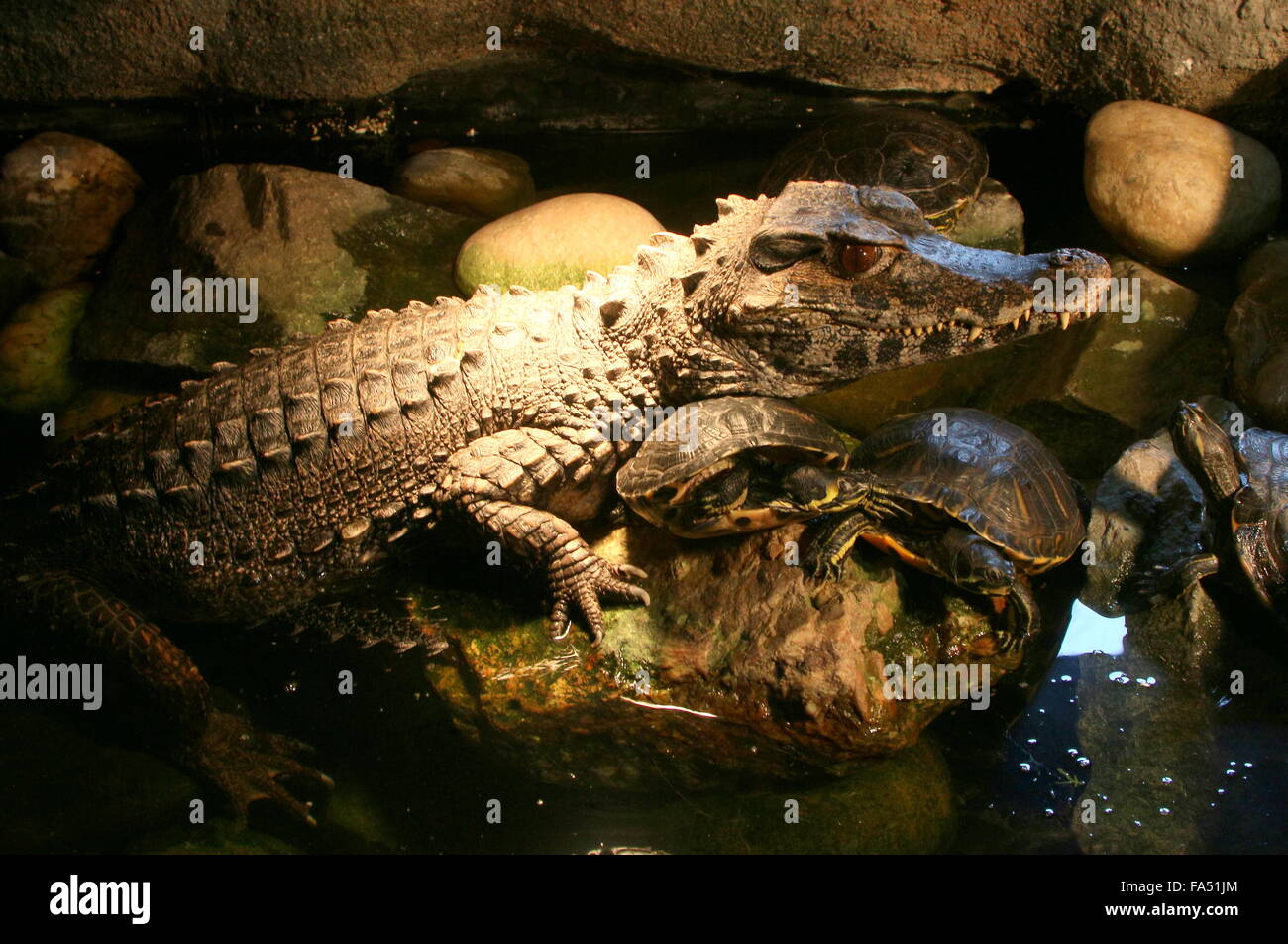 South American Smooth fronted Caiman (Paleosuchus Trigonatus), aka Schneiders Zwerg Caiman, umgeben von Schildkröten Stockfoto