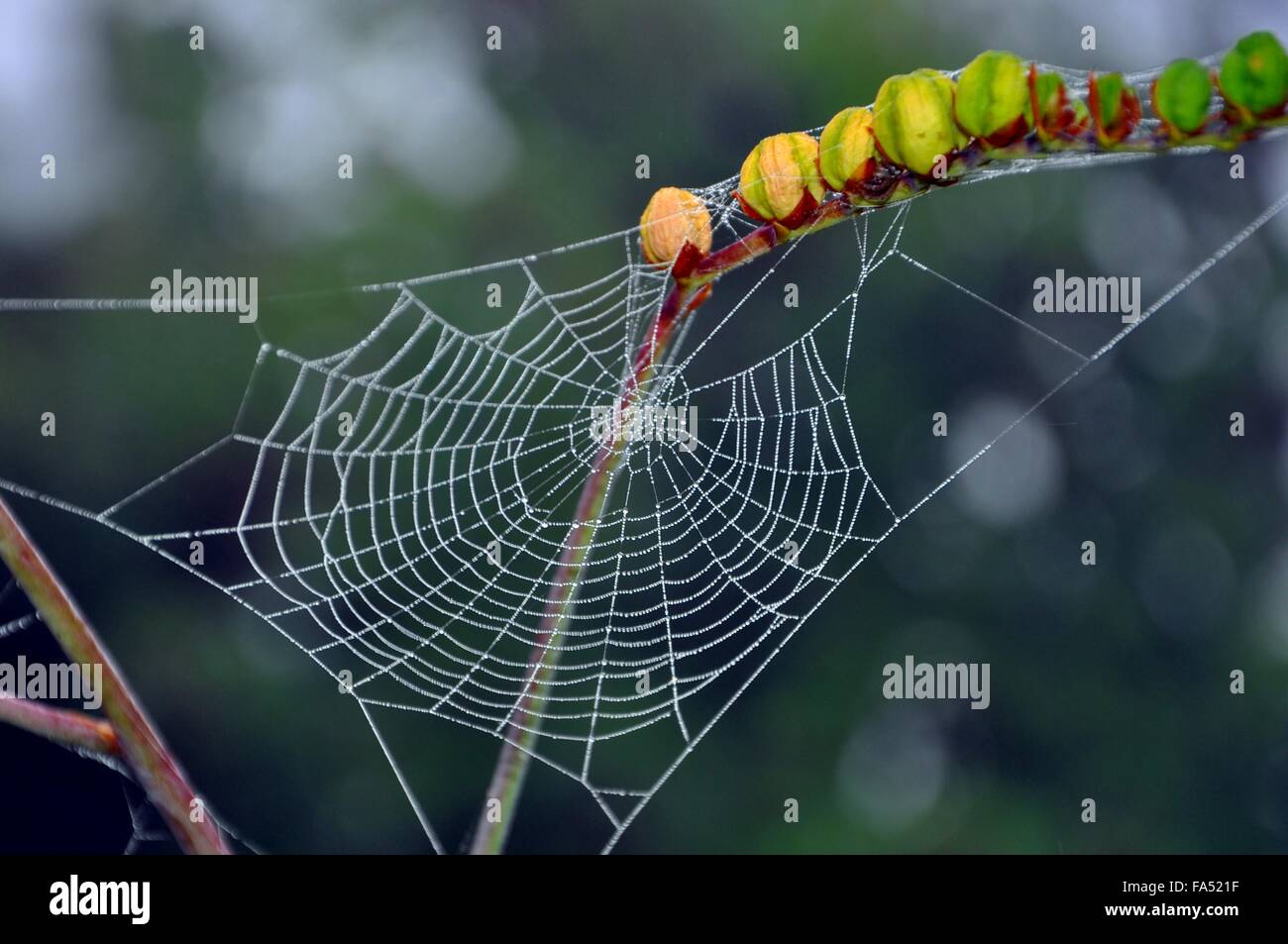 Gefrorene Spinnennetz mit Pflanze Stockfoto