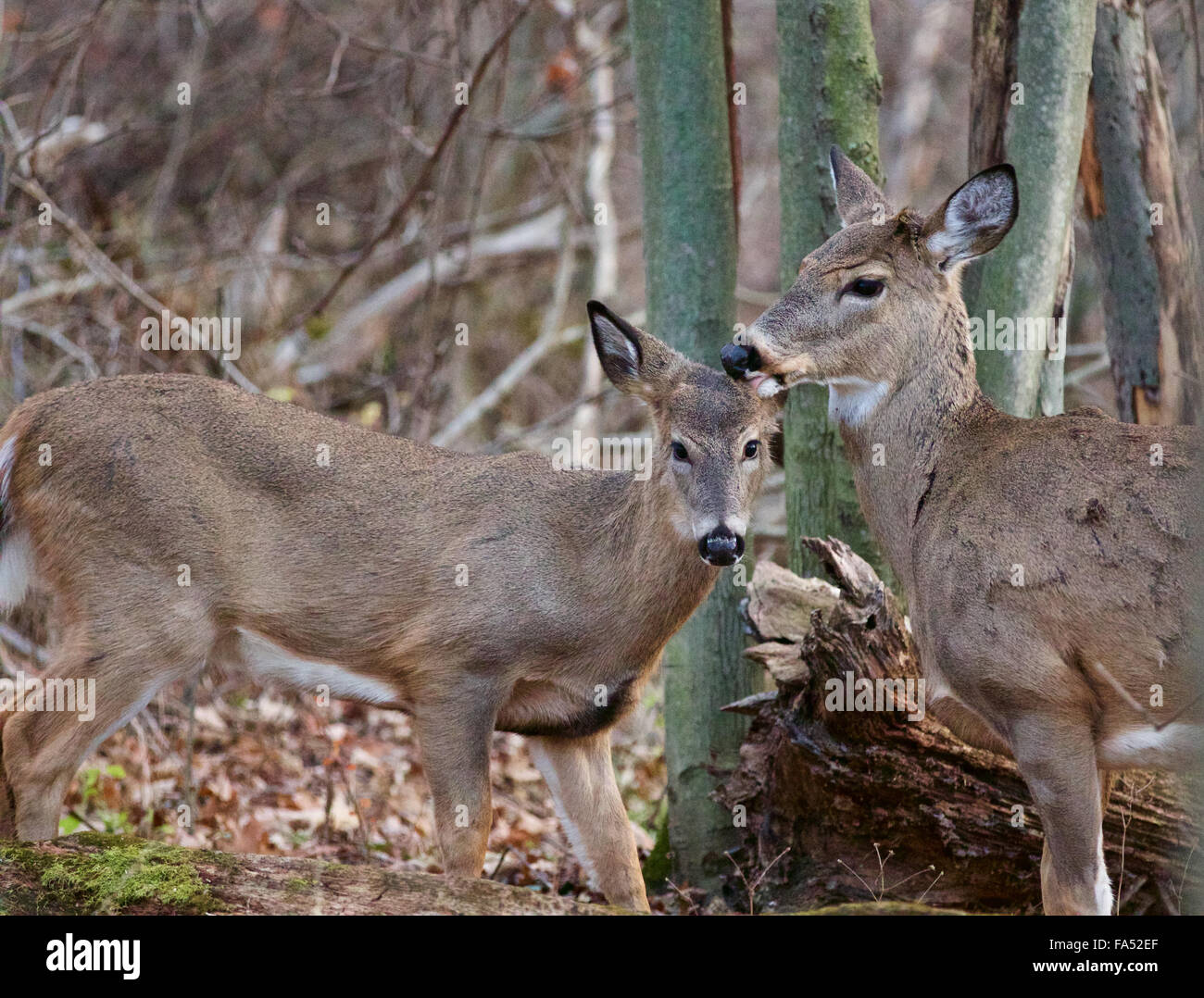 Niedliche paar wilde Hirsche im Wald Stockfoto