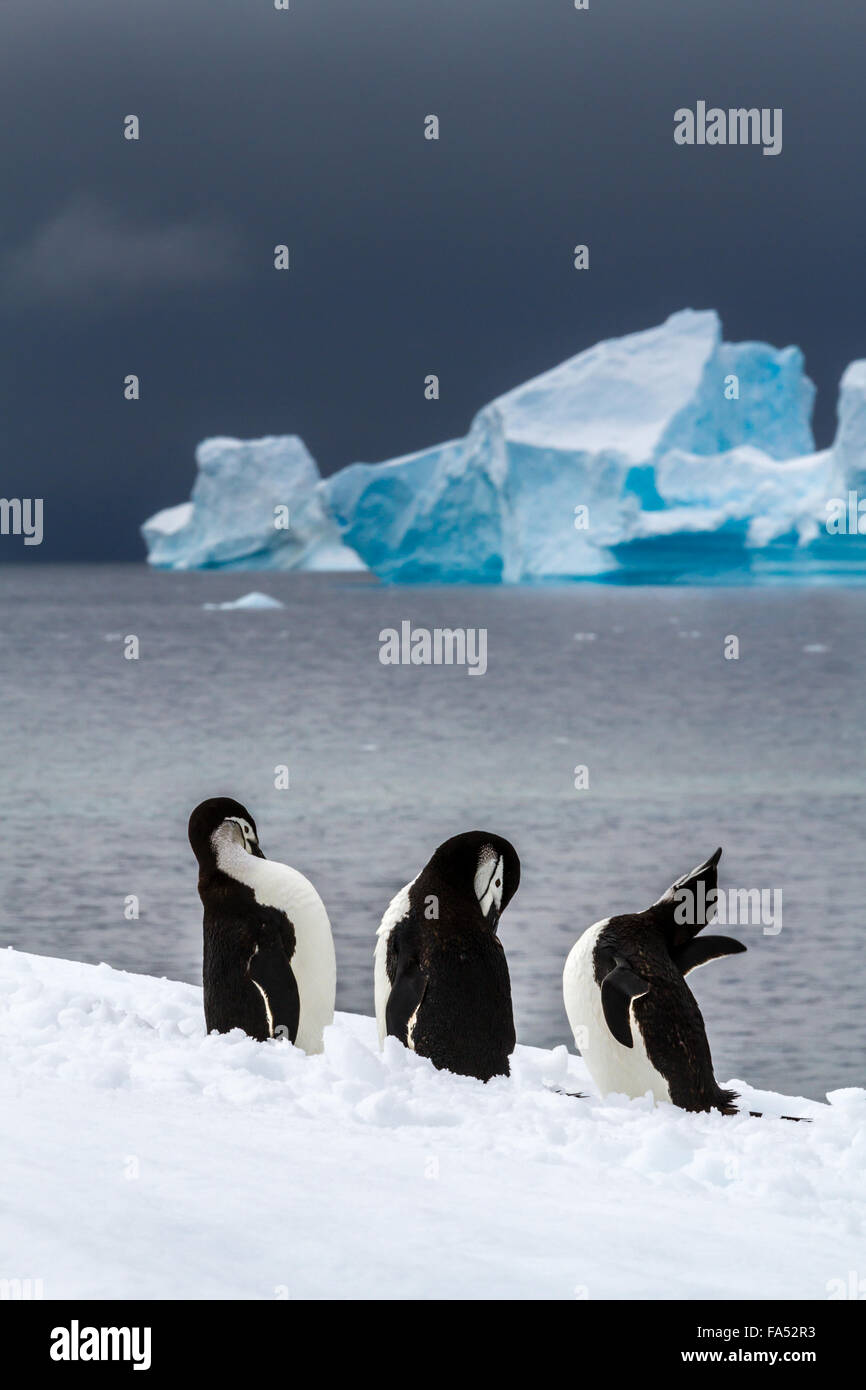 Drei Kinnriemen Pinguine im Schnee in der Antarktis mit einem wunderschönen Eisberg im Hintergrund putzen Stockfoto