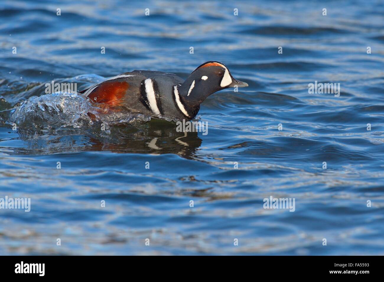 Harlekin Ente (Histrionicus Histrionicus), Drake, im Wasser, Island Stockfoto