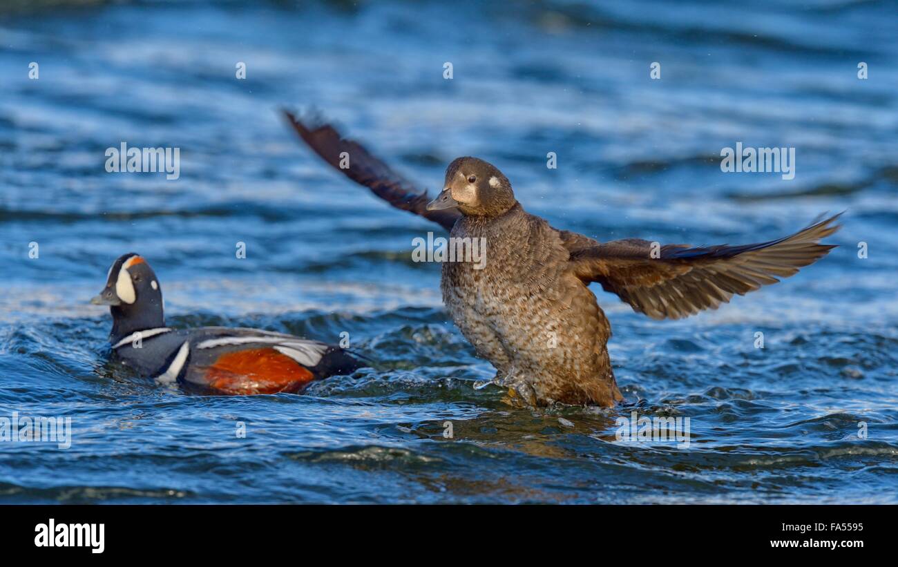 Harlekin-Enten (Histrionicus Histrionicus), Zuchtpaar auf Wasser, weibliche flatternden Flügeln, Nordosten Islands, Island Stockfoto