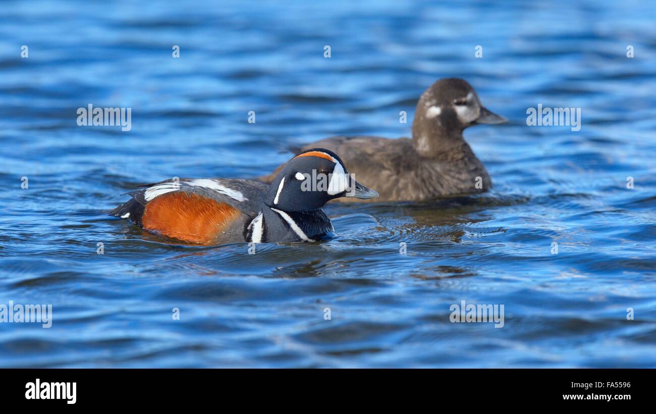 Harlekin-Enten (Histrionicus Histrionicus), Zuchtpaar auf Wasser, Nordosten Islands, Island Stockfoto