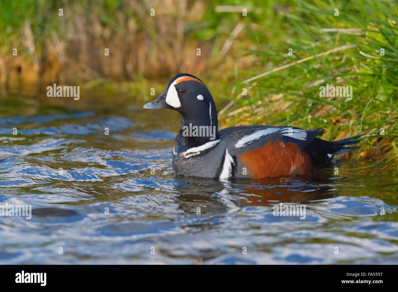 Harlekin-Ente (Histrionicus Histrionicus), Drake, Schwimmen, Nordosten Islands, Island Stockfoto